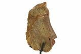 Fossil Hadrosaur Scapula Section w/ Metal Stand - South Dakota #354337-1